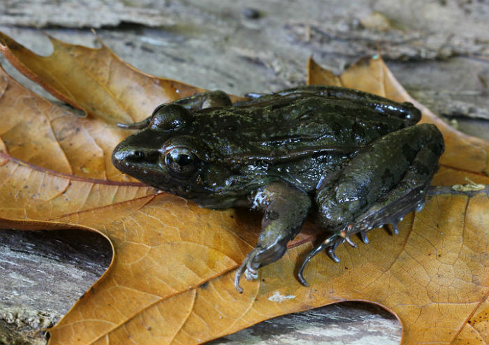 Leopard Frog